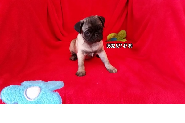 Pug Sahibinden Merkez Mah.