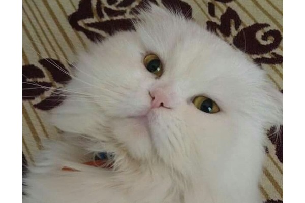 erkek beyaz iran kedisi kayıp aranıyor