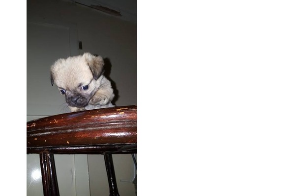 köpek Pug fiyatları