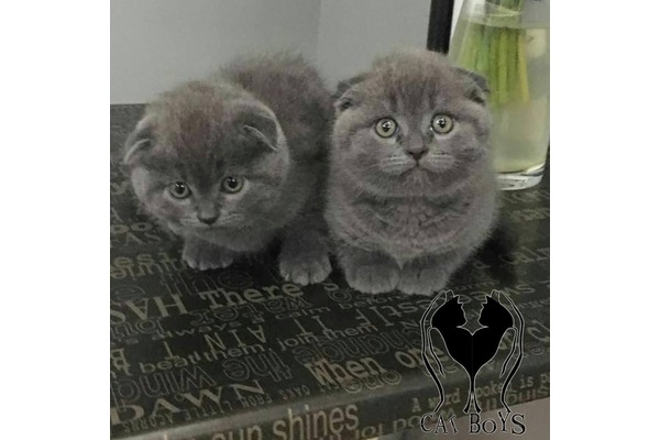 Scottish fold Sahibinden Cumhuriyet Mah.