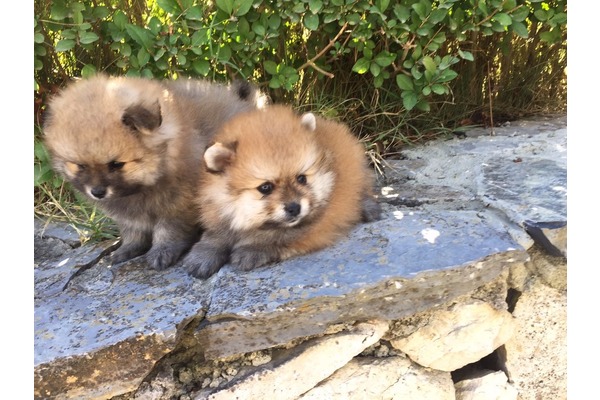 Pomeranian Dişi ve Erkek Şenlikköy Mah.