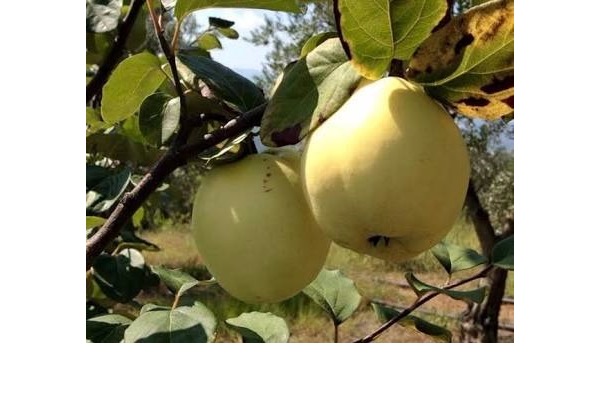 Satılık geyve ayvası