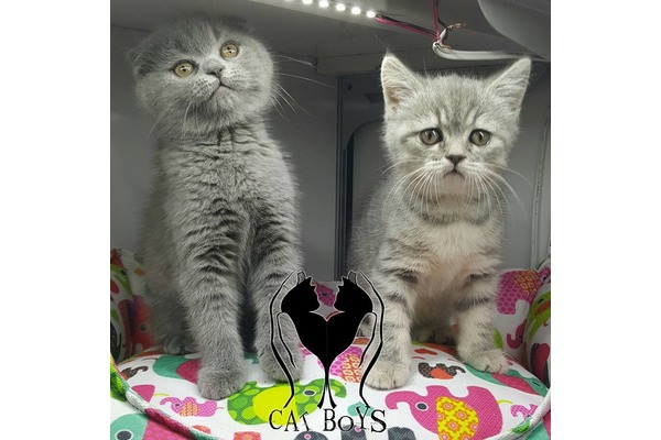 British shorthair Dişi ve Erkek Cumhuriyet Mah.