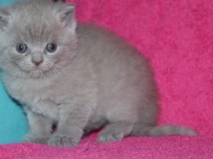  British shorthair kedi Çiğli