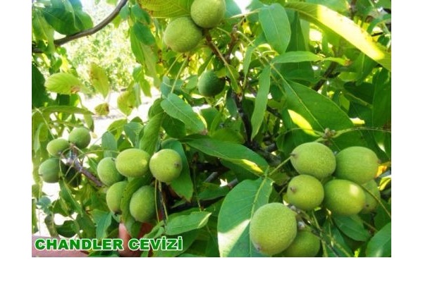 Aşılı ceviz fidanı