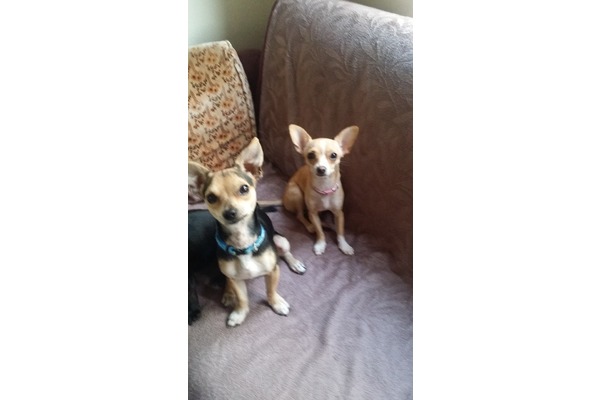 Chihuahua köpek Manavgat