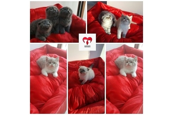 Scottish fold Sahibinden Cevizlik Mah.