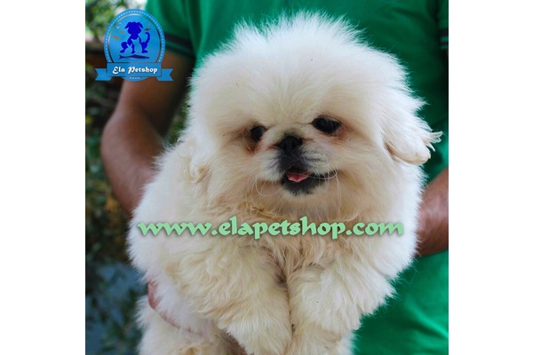Altıntop Mah. köpek ilanı ver