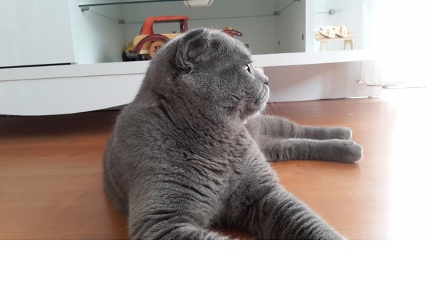 Scottish fold ilanları