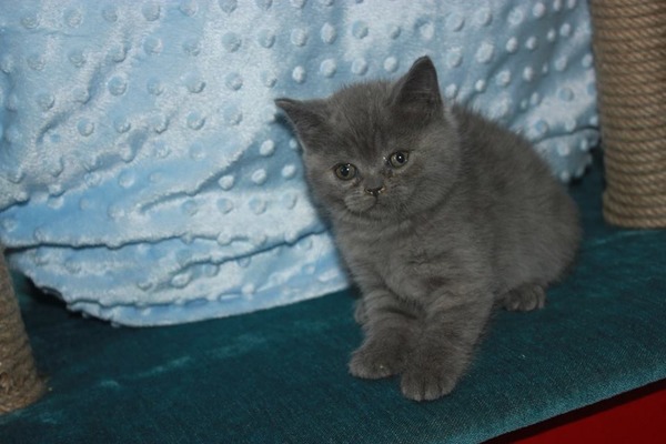 Rasimpaşa Mah. kedi fiyatları