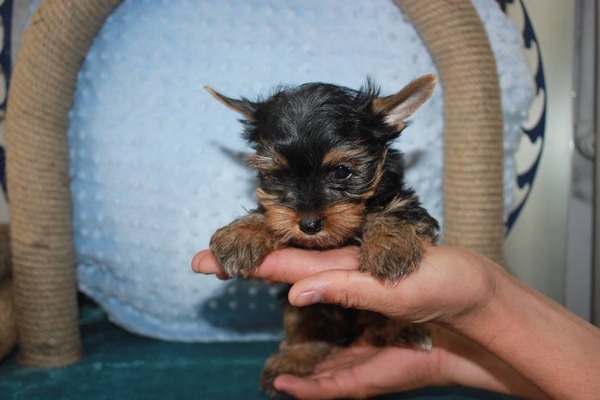 Rasimpaşa Mah. Pomeranian ilanları