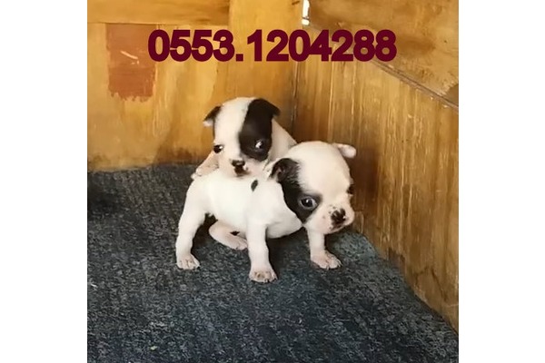 Erkek köpek Gürpınar Mah.