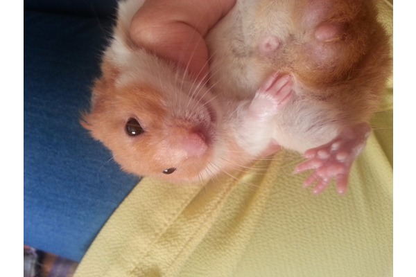 Syrian hamster Gerede