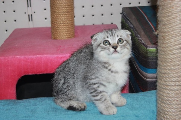 Scottish fold Sahibinden Rasimpaşa Mah.