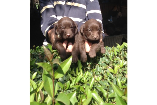 Bademli Mah. köpek ilanları