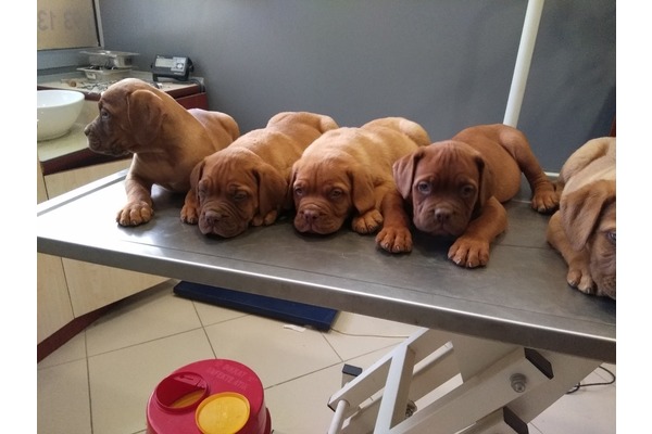 Gazipaşa Mah. köpek fiyatları