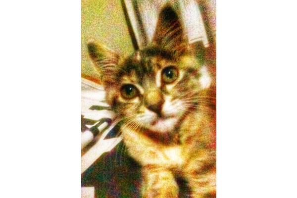 İran Dişi kedi