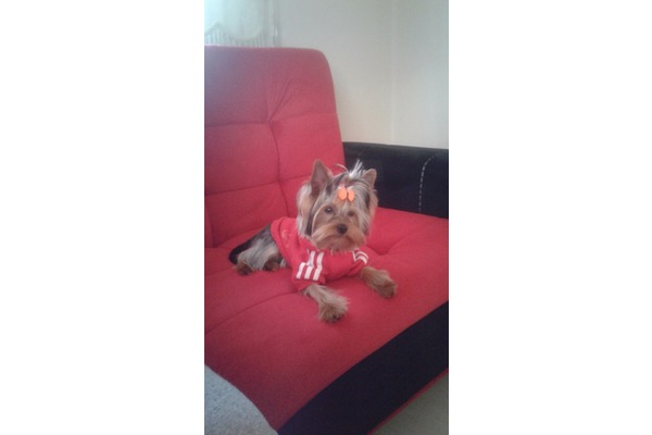 Çiftlik Mah. Yorkshire terrier ilanları