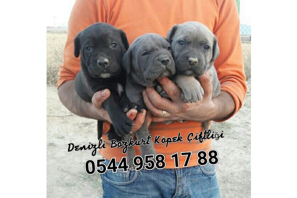 yaş 0-3 Aylık köpek İnceler Bld.