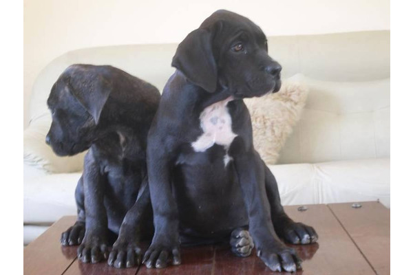 köpek ilanlari Dumlupınar Mah.