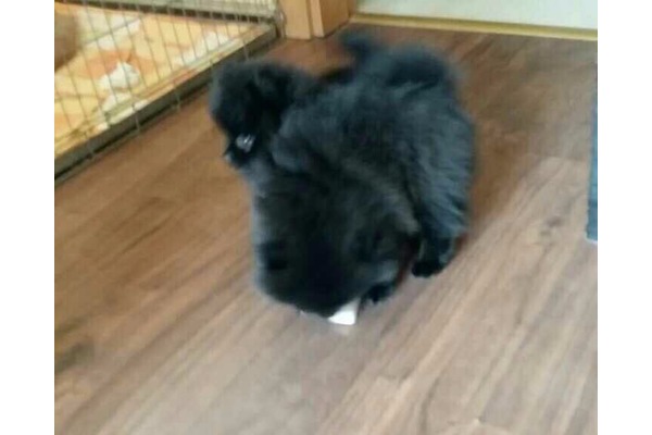 Pomeranian yaş 0-3 Aylık Talatpaşa Mah.