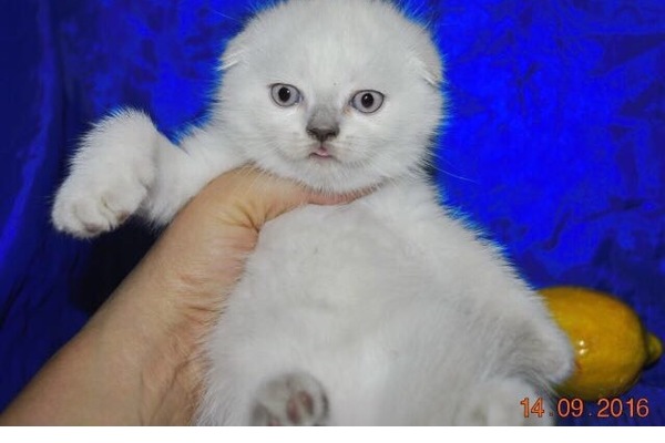 Scottish fold Dişi ve Erkek kedi