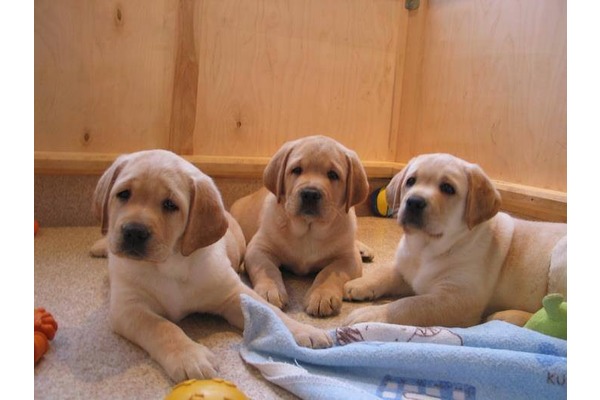 Labrador Sahibinden Dumlupınar Mah.