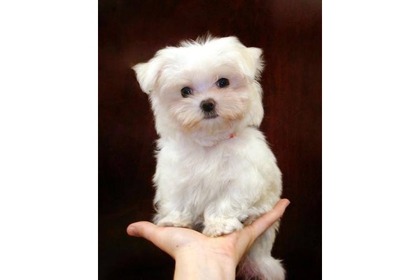 Maltese terrier Dumlupınar Mah.