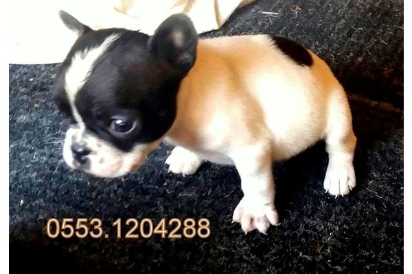 French bulldog yaş 0-3 Aylık Gürpınar Mah.