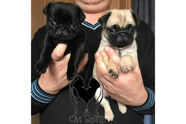 Pug Cumhuriyet Mah.