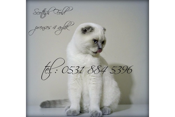 Şehremini Mah. kedi ilanları