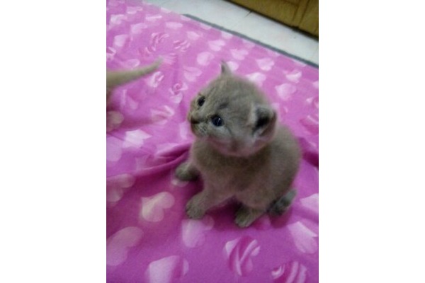 British shorthair Dişi ve Erkek Çayyolu Mah.