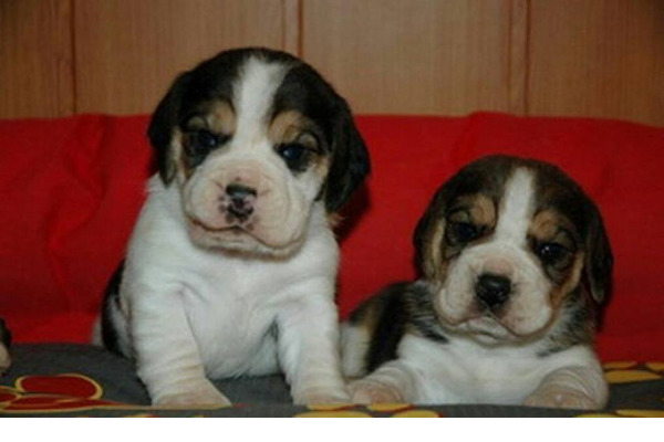 köpek Beagle fiyatları