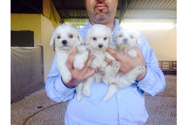 Özlüce Mah. köpek ilanları