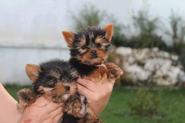 Rasimpaşa Mah. köpek ilanı ver