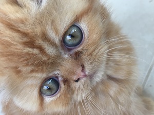  Göynüklü Köyü kedi ilanları