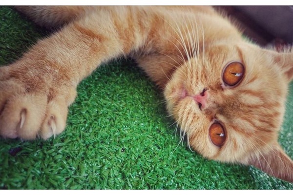 Dişi kedi Göynüklü Köyü