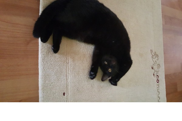 Diğer kedi ırkı 6-12 Aylık Ünalan Mah.
