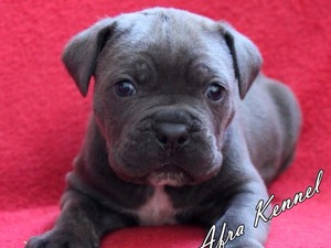 Cane corsa köpek Konyaaltı
