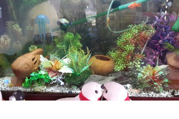 80*35*40 (120 litre) Temz Kullanılmış Ahşap Çerçeveli Akvaryum
