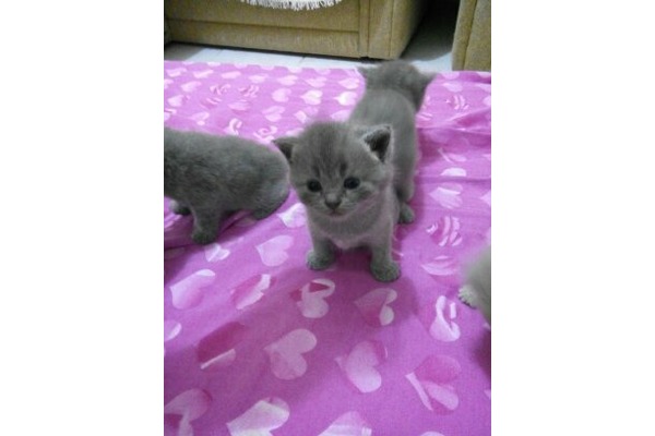 Çayyolu Mah. kedi fiyatları