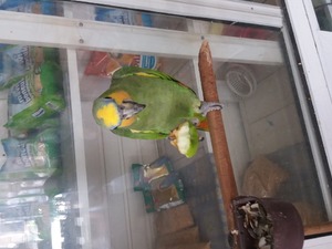  Sarı alınlı amazon papağanı 3-6 Aylık