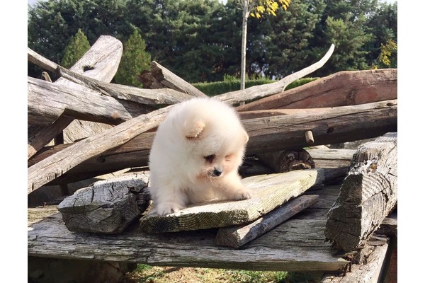 köpek ilanlari Kavaklı Mah.