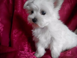 Altınkum Mah. köpek ilanları