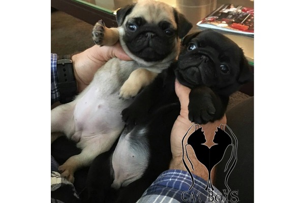 Cumhuriyet Mah. Pug ilanları