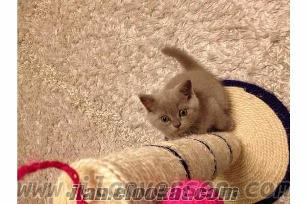 Çayyolu Mah. kedi ilanı