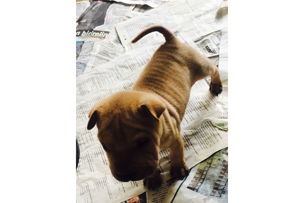 Shar-Pei yaş 0-3 Aylık