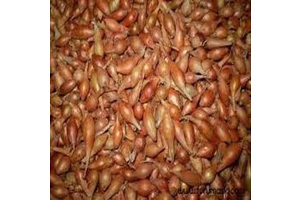 Yüksek kalite kıska tohumu