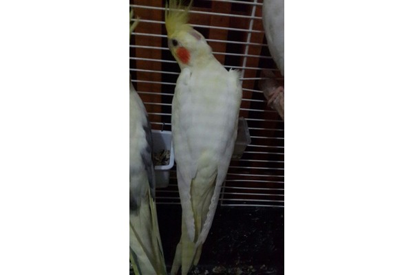 Sultan papağanı 0-3 Aylık
