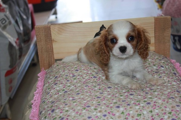 köpek Cavalier king Charles fiyatları